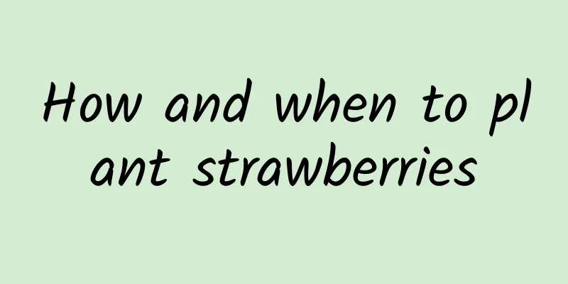 How and when to plant strawberries