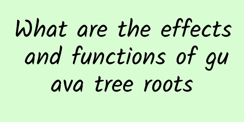 What are the effects and functions of guava tree roots