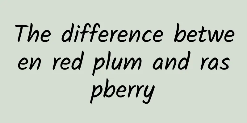 The difference between red plum and raspberry