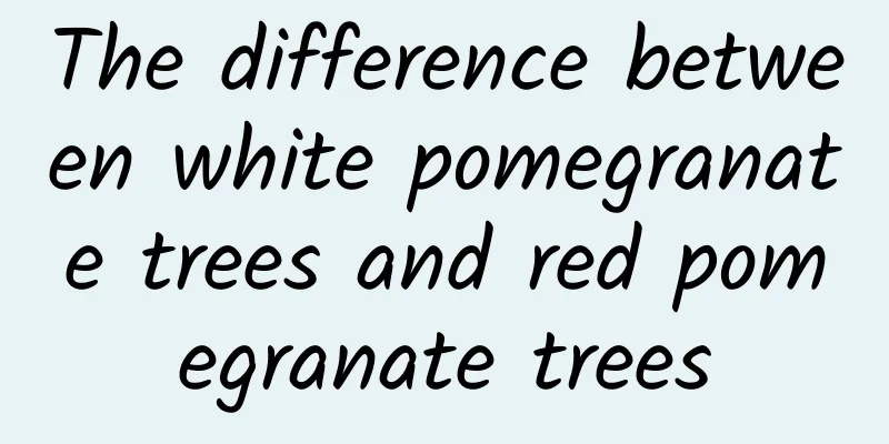 The difference between white pomegranate trees and red pomegranate trees