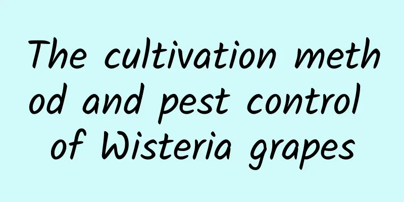 The cultivation method and pest control of Wisteria grapes