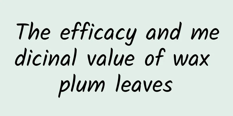 The efficacy and medicinal value of wax plum leaves