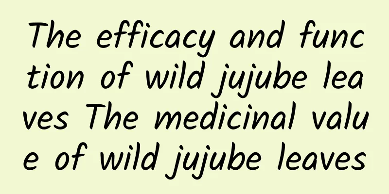 The efficacy and function of wild jujube leaves The medicinal value of wild jujube leaves