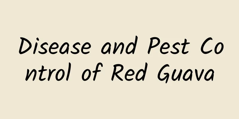 Disease and Pest Control of Red Guava