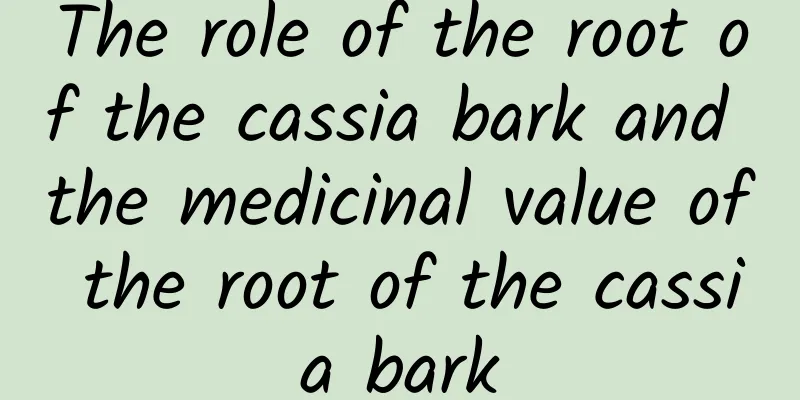 The role of the root of the cassia bark and the medicinal value of the root of the cassia bark