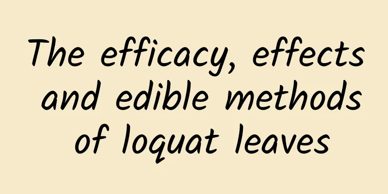 The efficacy, effects and edible methods of loquat leaves