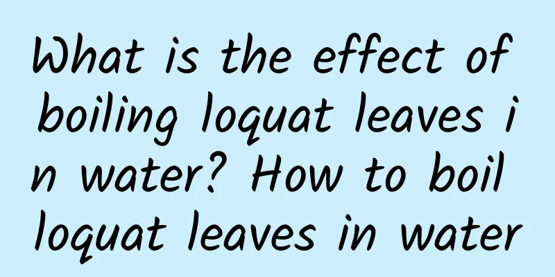 What is the effect of boiling loquat leaves in water? How to boil loquat leaves in water