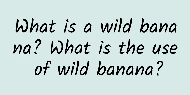 What is a wild banana? What is the use of wild banana?