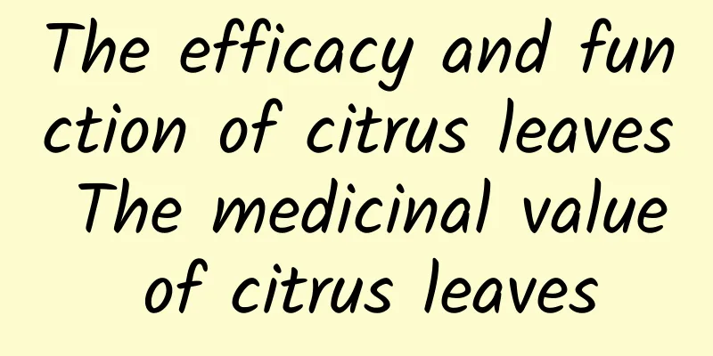 The efficacy and function of citrus leaves The medicinal value of citrus leaves