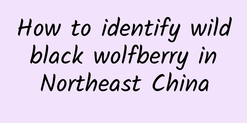 How to identify wild black wolfberry in Northeast China