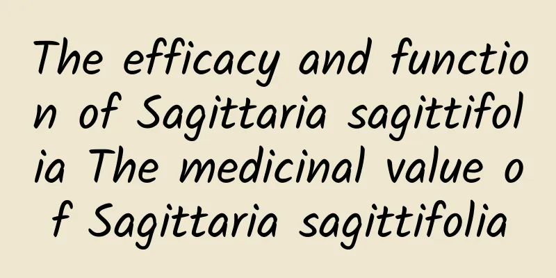 The efficacy and function of Sagittaria sagittifolia The medicinal value of Sagittaria sagittifolia