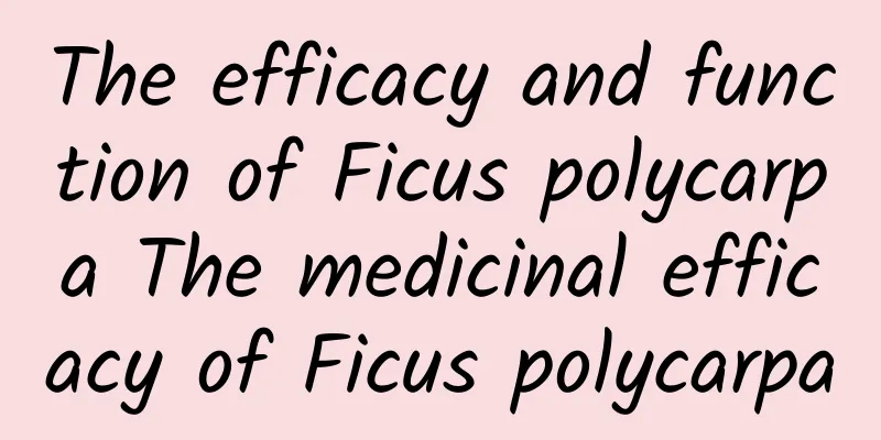 The efficacy and function of Ficus polycarpa The medicinal efficacy of Ficus polycarpa