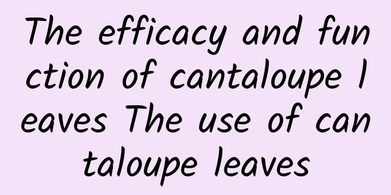 The efficacy and function of cantaloupe leaves The use of cantaloupe leaves