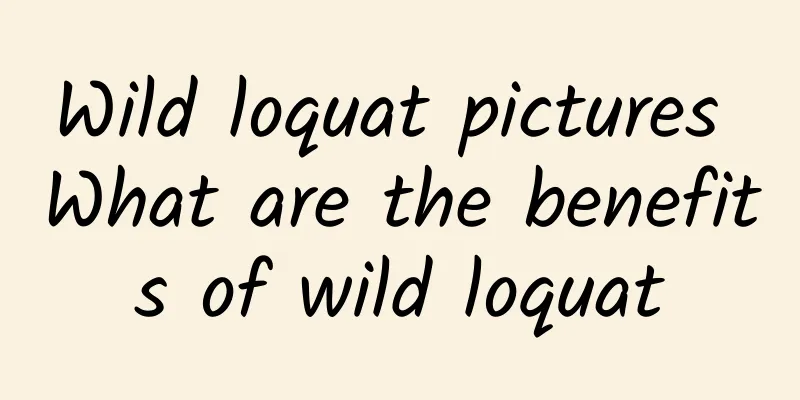 Wild loquat pictures What are the benefits of wild loquat