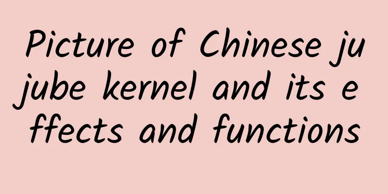 Picture of Chinese jujube kernel and its effects and functions