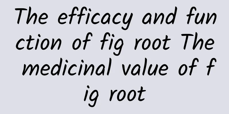 The efficacy and function of fig root The medicinal value of fig root