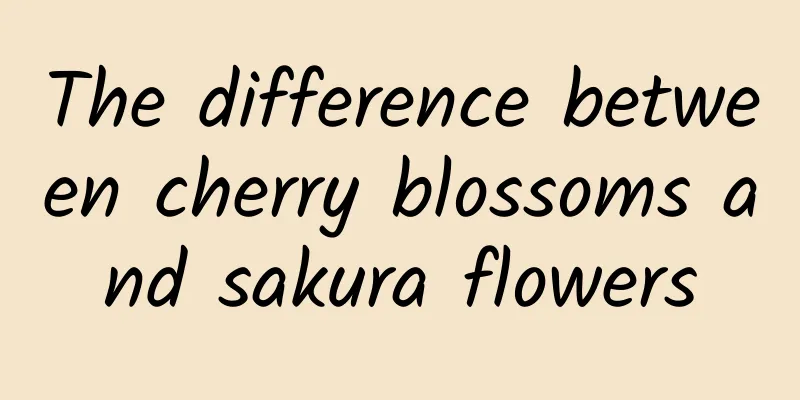 The difference between cherry blossoms and sakura flowers