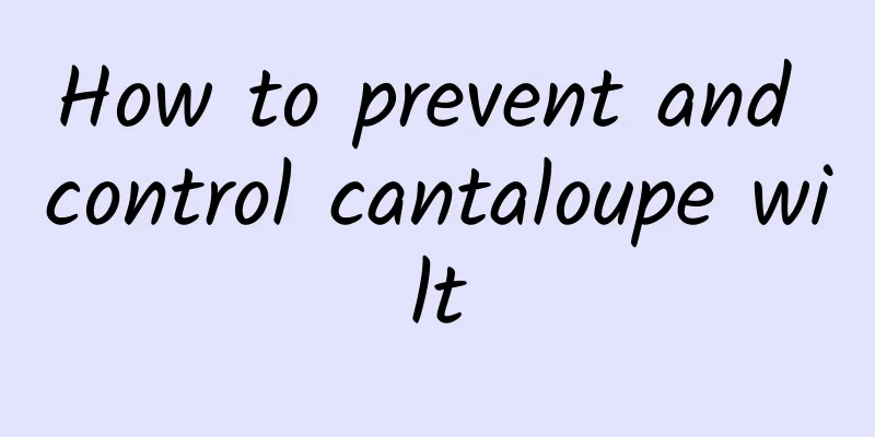 How to prevent and control cantaloupe wilt