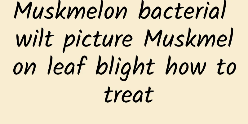 Muskmelon bacterial wilt picture Muskmelon leaf blight how to treat