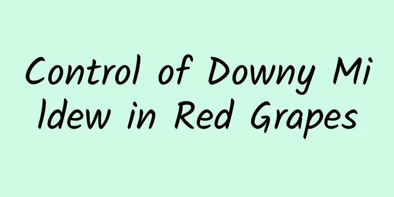 Control of Downy Mildew in Red Grapes