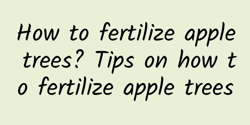 How to fertilize apple trees? Tips on how to fertilize apple trees