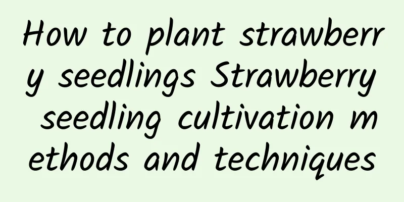 How to plant strawberry seedlings Strawberry seedling cultivation methods and techniques