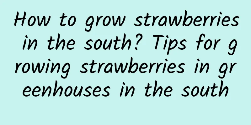 How to grow strawberries in the south? Tips for growing strawberries in greenhouses in the south