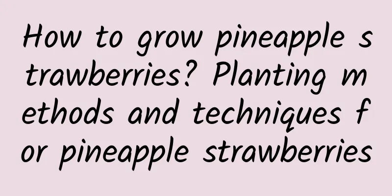 How to grow pineapple strawberries? Planting methods and techniques for pineapple strawberries