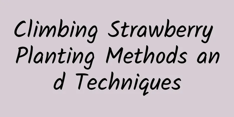 Climbing Strawberry Planting Methods and Techniques