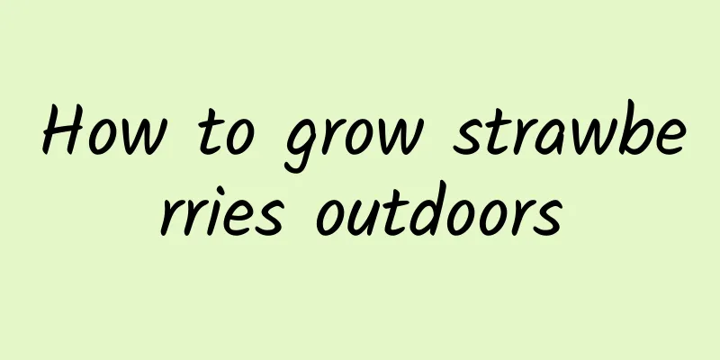 How to grow strawberries outdoors