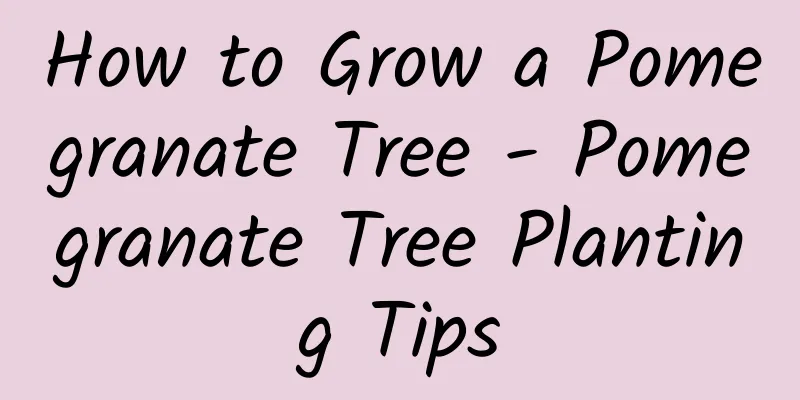 How to Grow a Pomegranate Tree - Pomegranate Tree Planting Tips