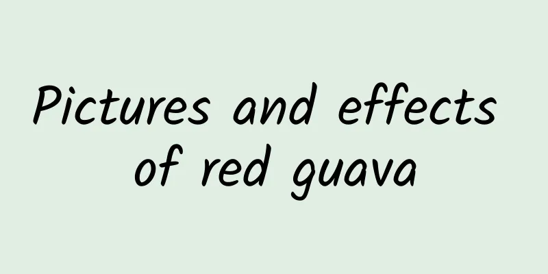 Pictures and effects of red guava