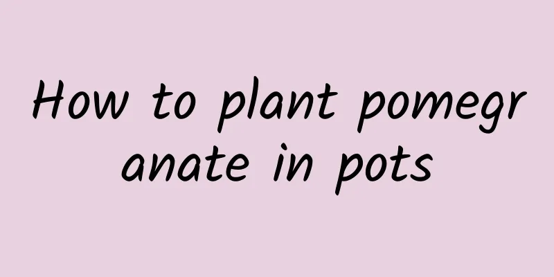 How to plant pomegranate in pots