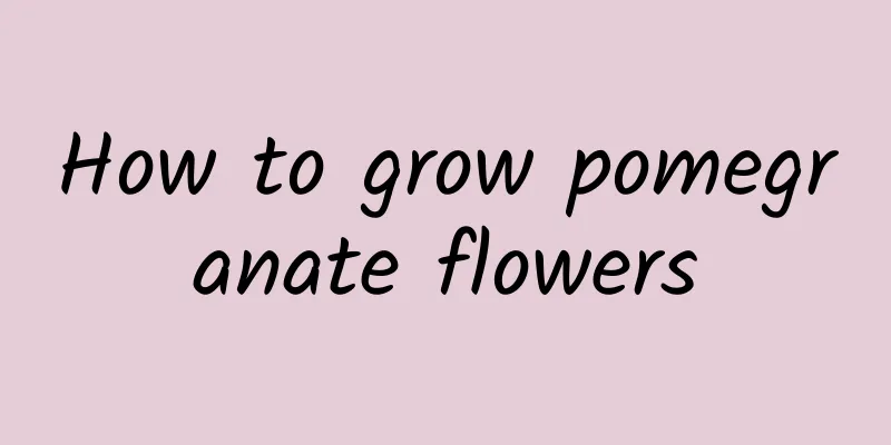 How to grow pomegranate flowers