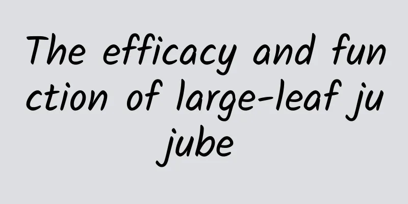 The efficacy and function of large-leaf jujube