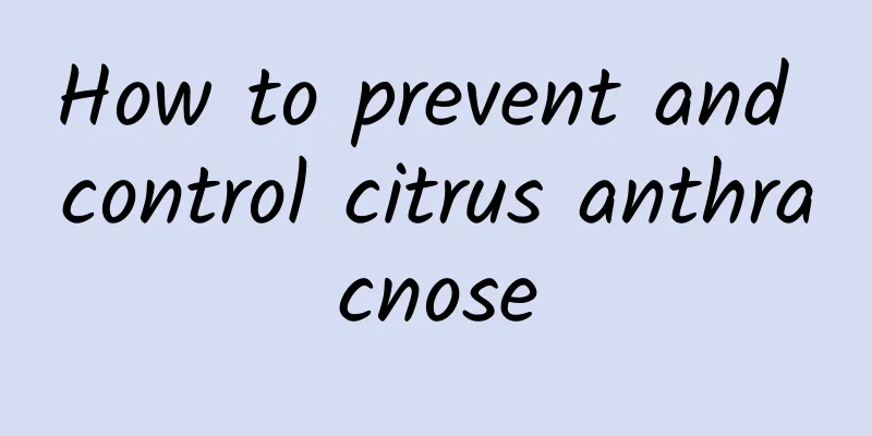 How to prevent and control citrus anthracnose