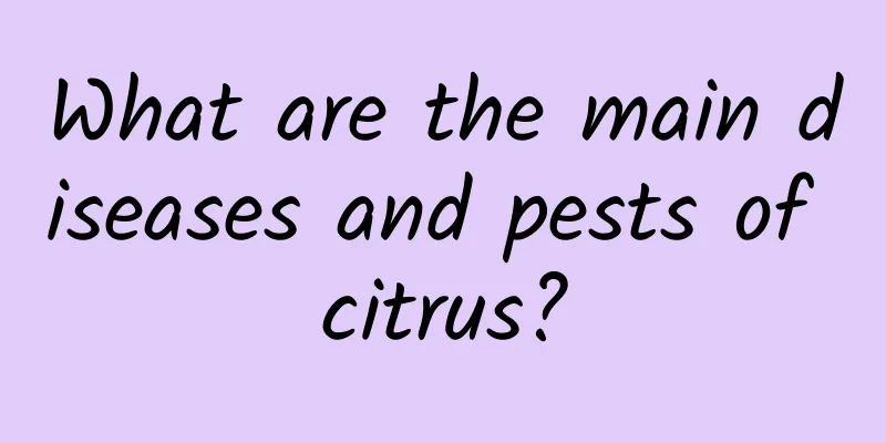 What are the main diseases and pests of citrus?