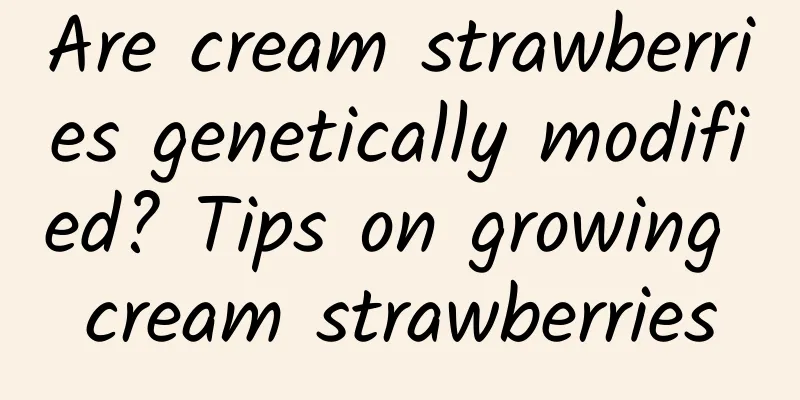 Are cream strawberries genetically modified? Tips on growing cream strawberries