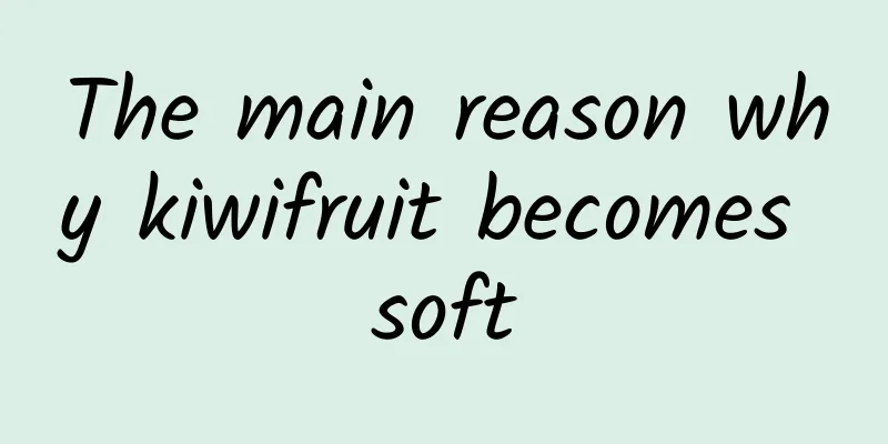 The main reason why kiwifruit becomes soft