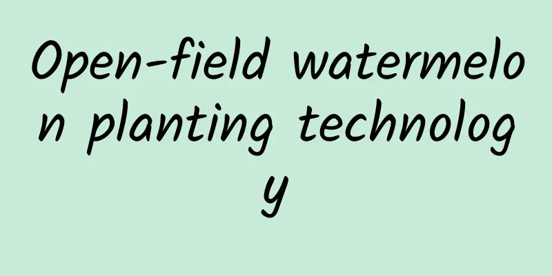 Open-field watermelon planting technology