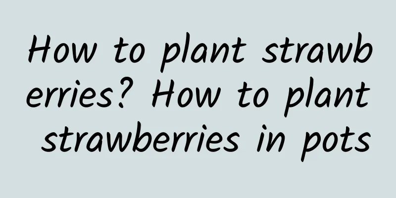 How to plant strawberries? How to plant strawberries in pots