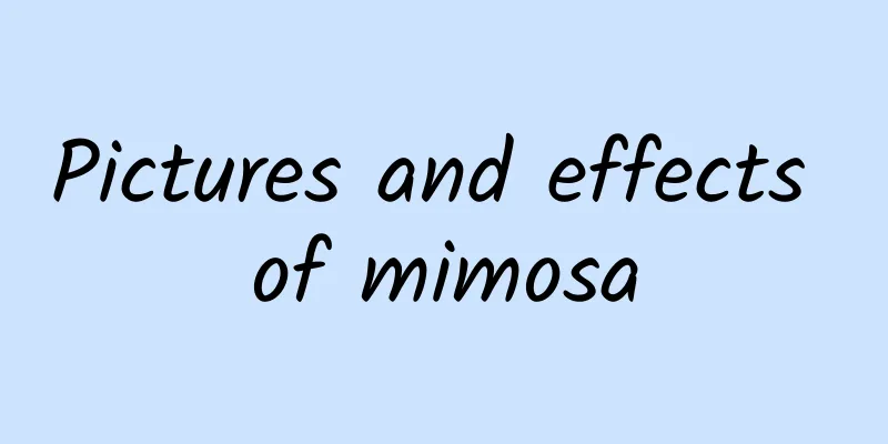 Pictures and effects of mimosa