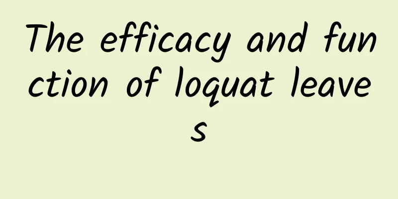 The efficacy and function of loquat leaves