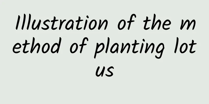 Illustration of the method of planting lotus