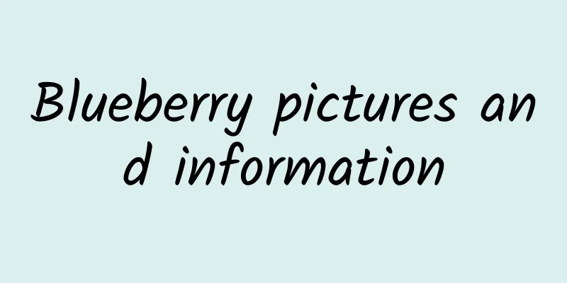 Blueberry pictures and information