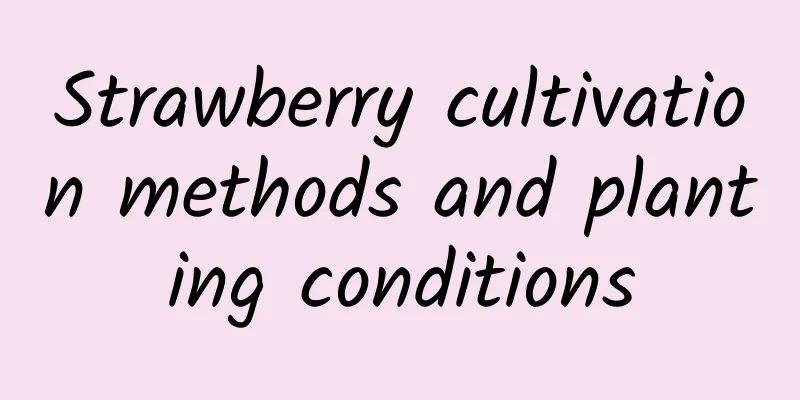 Strawberry cultivation methods and planting conditions