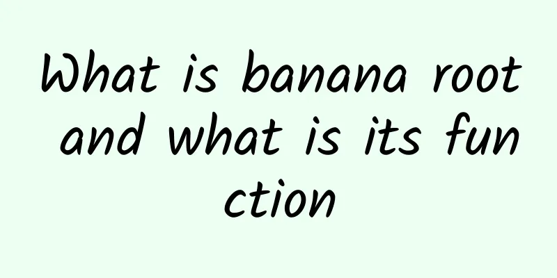 What is banana root and what is its function