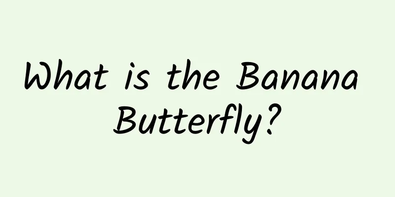 What is the Banana Butterfly?