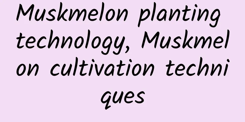 Muskmelon planting technology, Muskmelon cultivation techniques