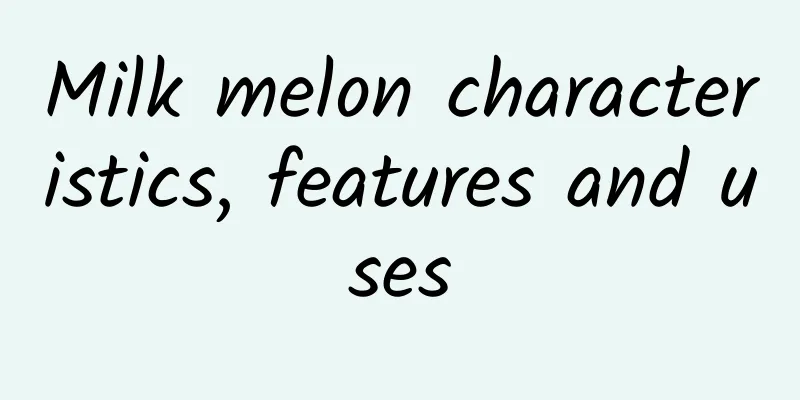 Milk melon characteristics, features and uses